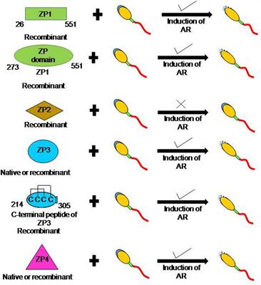 Frontiers | Human Zona Pellucida Glycoproteins: Binding